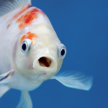 Ein Fisch schwimmt mit offenem Maul auf den Betrachter zu